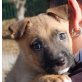 Fiddi, Boxer Mischling Welpen - Rüde