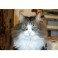 Fidel, 7-jähriger Schmusekater - Kater