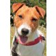 Fidel, Terrier-Mischling - Rüde