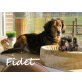Fidel-hat sich zu einem Traumhund entwickelt!, Ihrish-Setter-Mix - Rüde