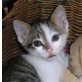 Fidji, EKH - Kater