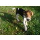 Fido, Jack-Russell-Terrier Welpen - Rüde