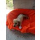 Fido, Labi Terrier Mix Welpen - Rüde