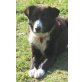 Fido, Mischling-Mix - Rüde