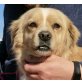 Fido, liebes Kerlchen - Rüde