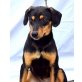 Fifa, fröhlicher Familienhund Welpen - Hündin