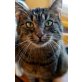Fifi, Er ist ein richtiger Schmusekater, - Kater