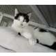 Fifi, Europäische Kurzhaarkatze - Katze