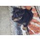 Fifi, sucht kleines Koerbchen Welpen - Rüde