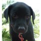 Figaro, Labrador Welpen - Rüde
