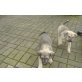 Fila-Mastiff Welpen - Hündin
