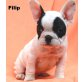 Filip, Französische Bulldogge Welpen - Rüde