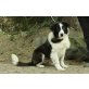 Filip (bea-fil) Border Collie Mix sucht sport - Rüde