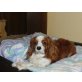 Filipo, Cavalier King Charles Spaniel - Rüde