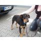 Filko, hat sein Zuhause verloren - Rüde