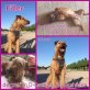 Filler, Irish Terrier - Hündin