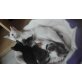 Filli, Katerchen 10 Wochen alt/ jungtier - Kater