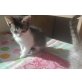 Filli, Katerchen 10 Wochen alt/ jungtier - Kater