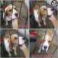 Filou, Beagle - Rüde