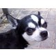 Filou, Chihuahua kurzhaariger Schlag - Rüde