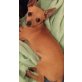 Filou, Chihuahua kurzhaariger Schlag Welpen - Rüde