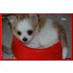 Filou, Chihuahua langhaariger Schlag Welpen - Rüde
