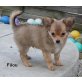 Filou, Chihuahua langhaariger Schlag Welpen - Rüde