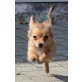 Filou, Chihuahua langhaariger Schlag Welpen - Rüde