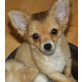 Filou, Chihuahua langhaariger Schlag Welpen - Rüde