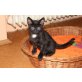 Filou, Der lustige - Kater