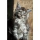 Filou Fox und Fürst Leon, Maine Coon - Kater