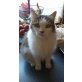 Filou, Maine Coon EKH - Kater