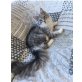 Filou, Maine Coon - Kater