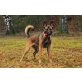 Filou, Malinois- Dt. Schäferhund Mix - Rüde