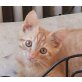 Filou, Mischling - Kater