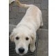 Filou (Preis ist VB), Golden Retriever - Rüde