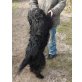 Filou, Schnauzer - Rüde