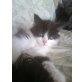 Filou, Türkische Angorakatze - Kater