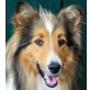 Filou ein absoluter Traumhund, Collie - Rüde