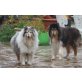 Filou und Chelsea, Collie - Rüde