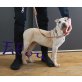 Filou und Fiona, Shar-pei und Whippet - Hündin