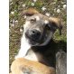 Filou, verspielter-freundlicher-Mix Welpen - Rüde