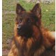 Filu, Altdeutsche Schäferhunde - Rüde