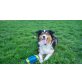 Fin, Australian Shepherd Dog - Rüde