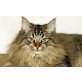 Fin, Norwegische Waldkatze - Kater