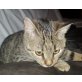 Fina, Pflegestelle in Plankstadt - Katze