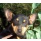 Fina, Pinscher - Hündin