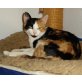 Fina, verschmuste Tricolor-Glückskatze - Katze