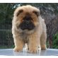 Finch vom Mühlenberg, Chow-Chow Welpen - Rüde