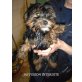 Finchen, Yorkshire Terrier Welpen - Hündin
